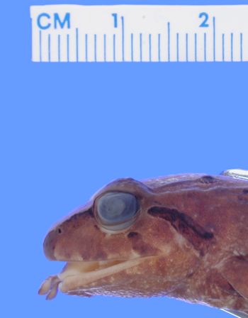 Media type: image; Herpetology A-97483